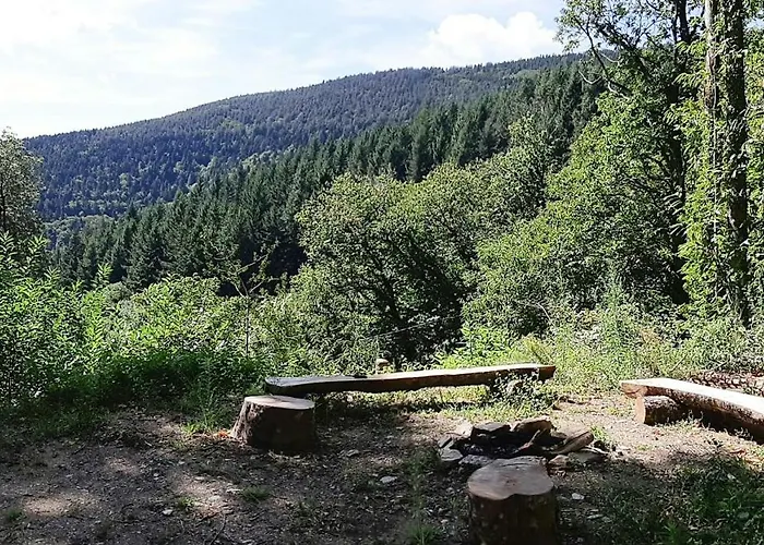 Eco In The Black Mountain Forest *